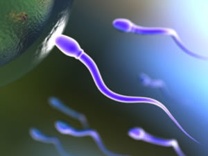 donor sperm zoa