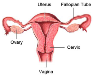 Fallopian-Tubes